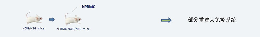在幼鼠中重建PBMC人源化肿瘤移植模型造备步骤.jpg
