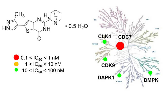 TAK-931是一种高特异性CDC7抑造剂，拥有抗肿瘤功效，本钻研中体内药效尝试通过立博ladbrokes进行