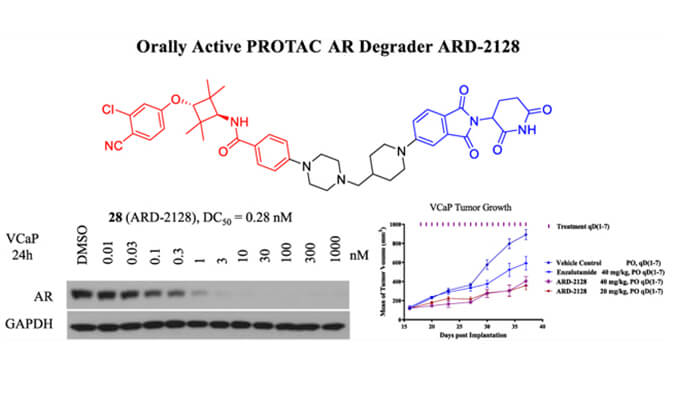 ARD-2128是一种PROTAC AR降解剂，拥有杰出的血浆和微粒体不变性，本钻研中体表不变性和PK钻研通过立博ladbrokes进行
