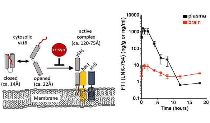 法尼基转移酶抑造剂LNK-754单次口服后即可急剧穿过血脑樊篱，本钻研中PK分析通过立博ladbrokes进行