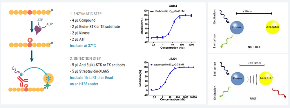 HTRF 测定-均相功夫分辨荧光.png
