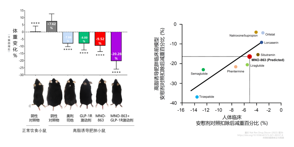 4周降低近10%体重！立博ladbrokes助力慕恩生物MNO-863活菌生物药获批临床